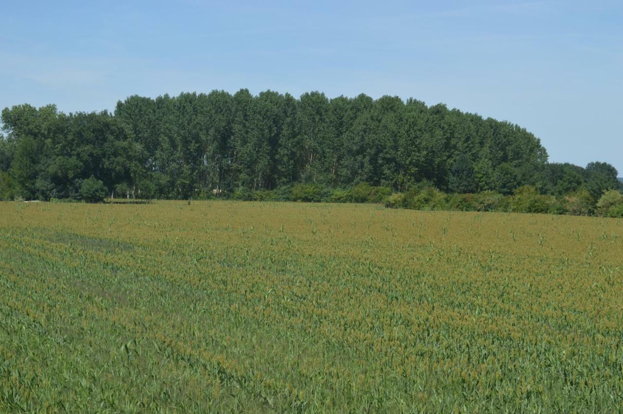 Gite Dans Le Vignoble De Bourgueil Le Port Boulet Dış mekan fotoğraf